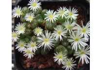 Conophytum - Plants